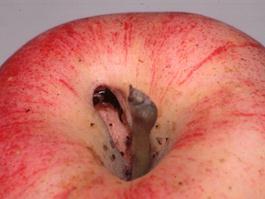 Hard fruit such as apples will not be harmed.