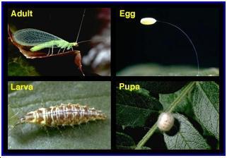 Green Lacewings Larvae prey upon a wide variety of small insects including mealybugs,