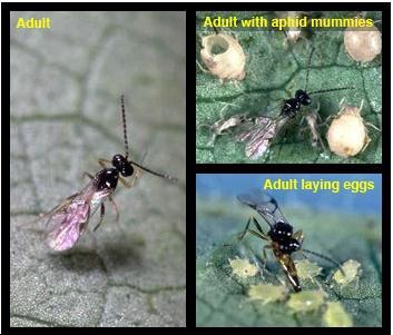 Parasitic Wasps The female wasp lays an egg inside the insect.