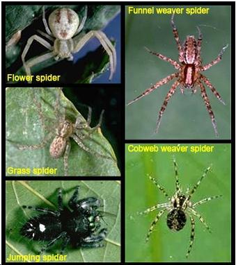 One more.. Spiders All spiders are predaceous; they eat mainly insects, other spiders, and related arthropods.