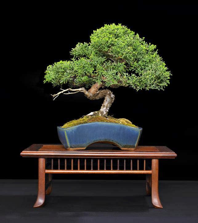 Please see Bob Pfromm to schedule your time to help our society spread bonsai information to the public. Also, we need fine quality flowering bonsai for the show.