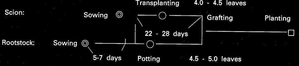 Fig. 1. Time schedule of cleft grafting for tomato plants Fig. 2. Schematic diagram of cleft grafting (By K. Ito) sowing to grafting varies accordingly.