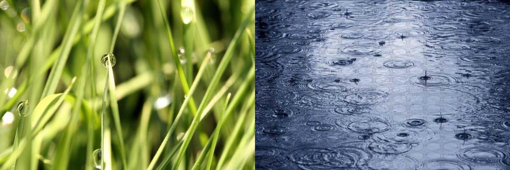 Naturalized Storm Water Systems Good for the