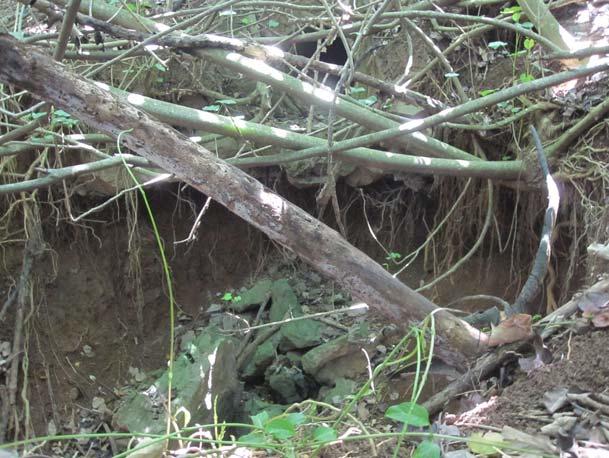 Erosional Outfall Site 1 Associated PID: 300350 Receiving Water Body: Kawainui Stream Outfall