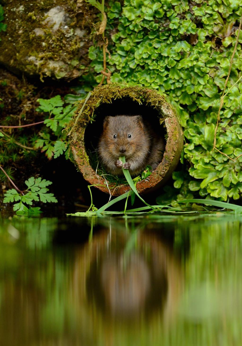 Water vole feeding: Ben Andrew We will achieve this by creating a Living Landscape and securing Living Seas.