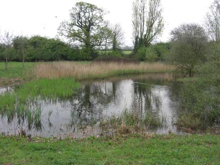 Appendix 3: Detailed measures to protect great crested newts during site