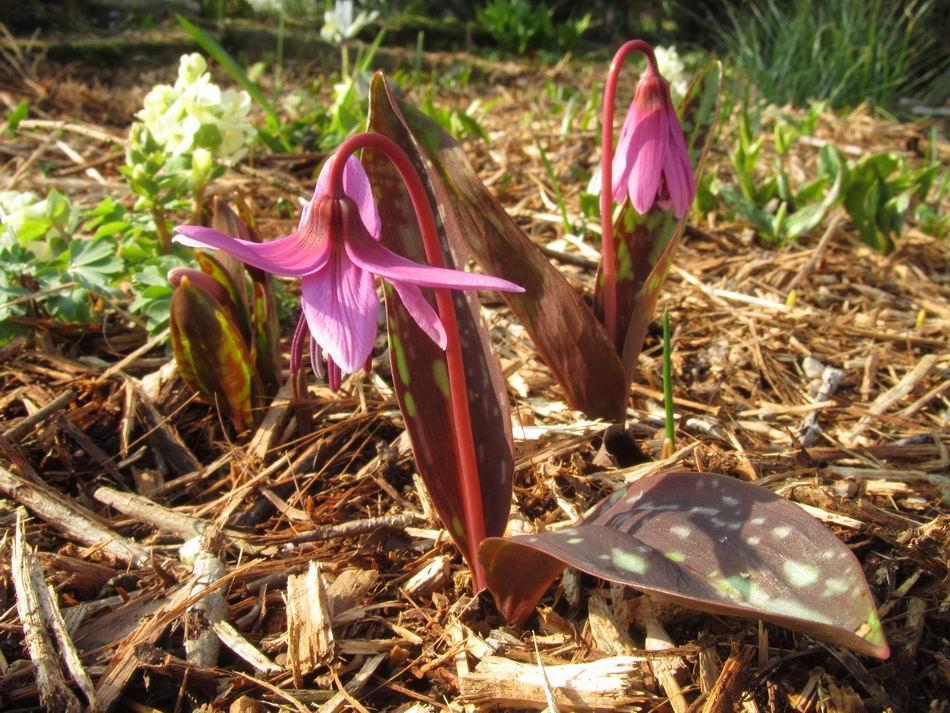 Erythronium dens-canis is quite easily grown and when happy it will slowly from clumps, these are best lifted and divided every three to five years certainly before they become so congested that