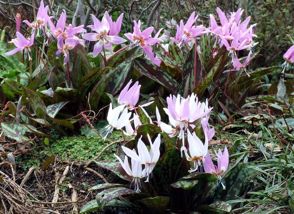 Erythronium dens-canis, a native to Europe, is among the most readily available species for