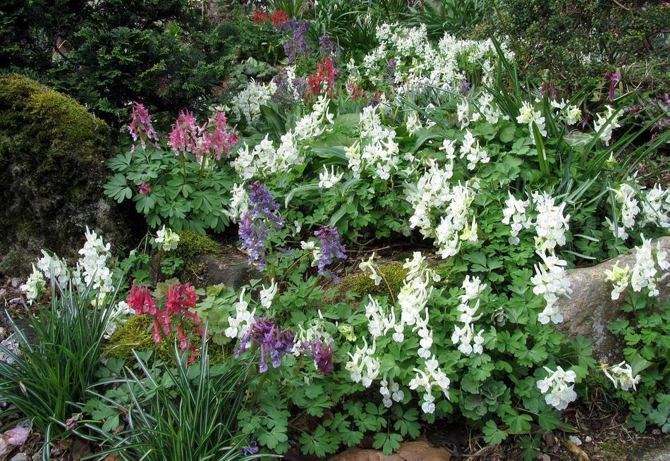 Corydalis malkensis and Corydalis solida A long time ago I used to carefully collect all the seeds from