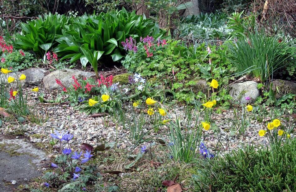 All the plants growing in the gravel have self-seeded including the ever expanding colony of Narcissus bulbocodium.