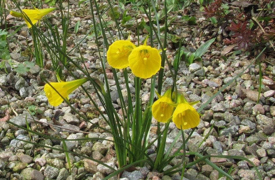 Narcissus bulbocodium We can all learn from nature and I will be giving a talk Nature - the gardener`s tutor on just