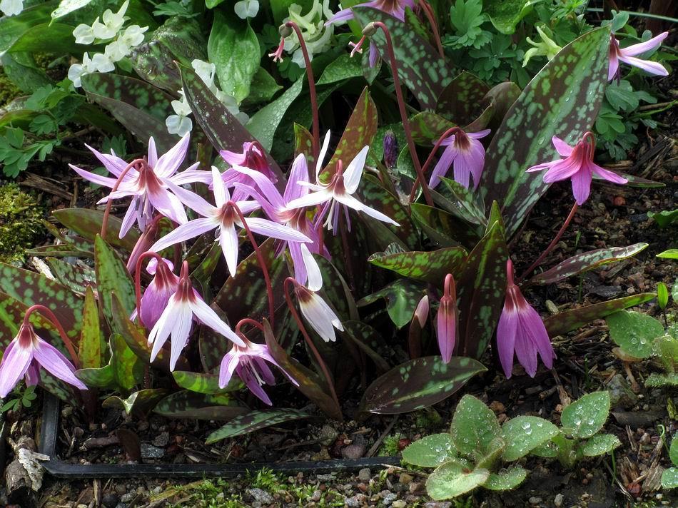 Erythronium dens-canis This plunge basket of Erythronium dens-canis displays a wide range of variation in flower shape and colour as