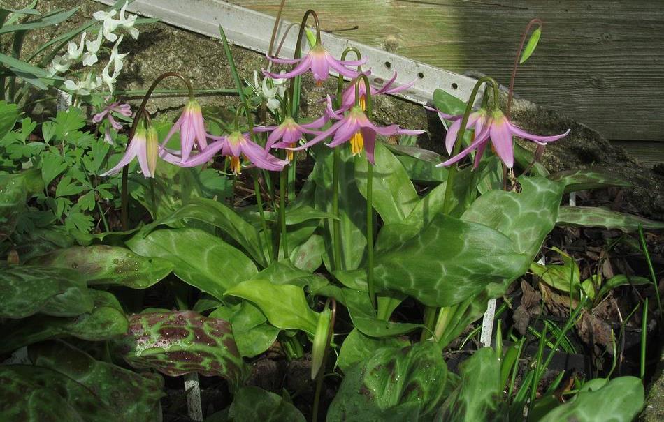 Erythronium revolutum Not all seed raised bulbs display such an obvious range of variation this