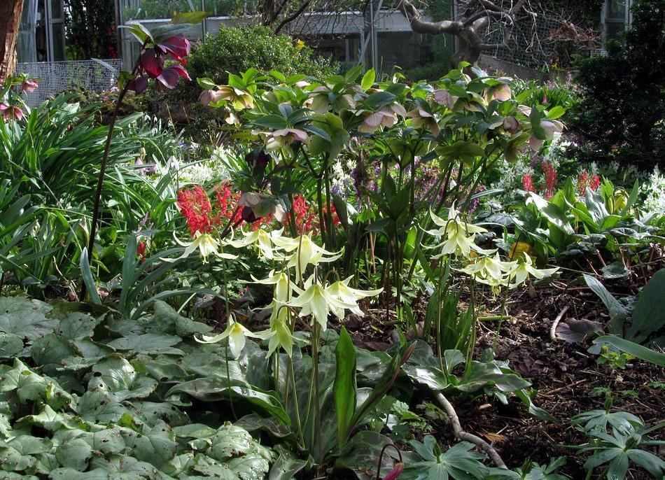 Erythronium revolutum seed and so far all the offspring retain the paler leaves and pink flowers