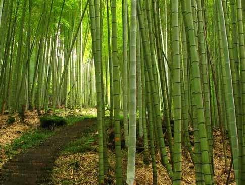 Space arrangement focused on encouraging collaboration and flexibility. Many bamboo trees are planted indoor to promote healthy indoor air quality and enhance the employee s experience.