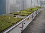 This ensures there is a steady supply of seedlings available for transplanting into the