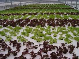 3.0 Why Hydroponics Can Work in Iran There are a number of benefits which may be possible from growing a commercial crop hydroponically rather than in the soil: Crop yields are usually higher than