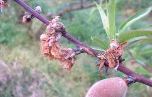 Blossom blight is more severe when warm and wet conditions occur during flowering but is also possible under cooler conditions.