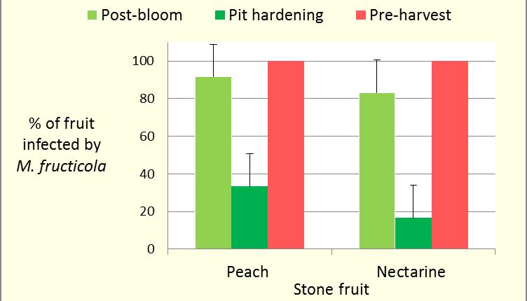 Figure 1. Susceptibility of peach (cv. Autumn Snow) and nectarine (cv. Arctic Snow) fruit to M. fructicola, showing that fruit is less susceptible to infection at the pit hardening stage.