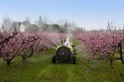 IMPROVING DISEASE MANAGEMENT Evaluation of riskbased spray programs Trials in orchards (2010-2015) investigated risk-based spray programs in which growers applied fungicide sprays guided by the