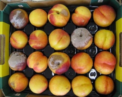 KEY POINTS (towards sustainable disease management) Orchard trials showed that brown rot incidence can vary considerably among stone fruit cultivars and between early and late season crops.