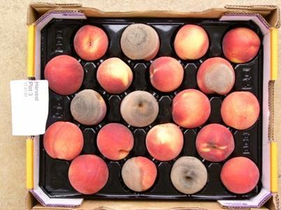 Fruit from each row should be placed in a carton with a plastic cup tray (see picture) and the cartons placed inside plastic bags under natural light/dark conditions at ambient warm temperatures