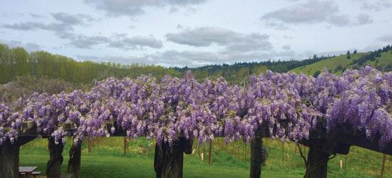 A stellar showing of short lived grape-like clusters of purple wisteria twine through an arbor.