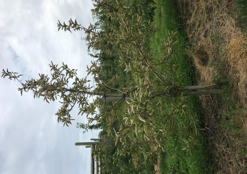 A number of orchards across the province have trees declining from rootstock fire blight that occurred during the severe fire blight outbreak last year (Fig 2).