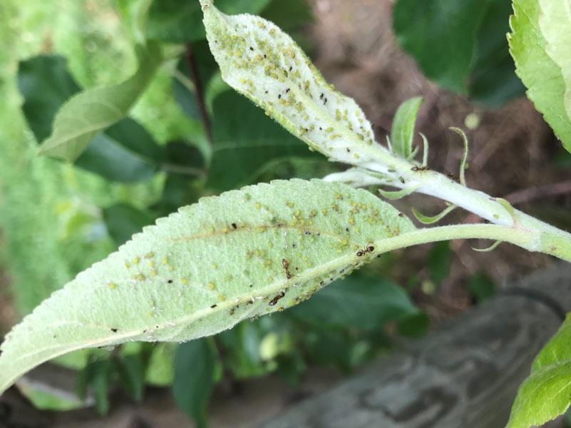 lay their eggs are attracted to red spheres, which mimic ripe apples and indicate an insecticide should be applied immediately as damage is imminent. Apple leafcurling midge egg laying has begun.
