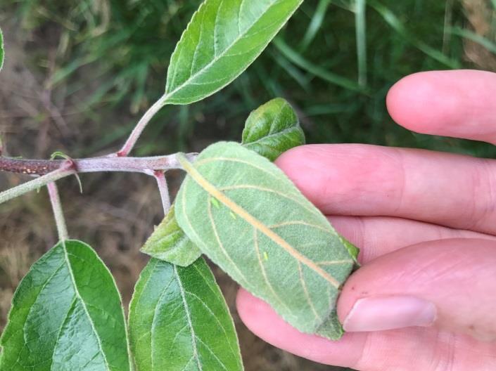 Potato leafhoppers are quite active (Fig 11). Hopper burn and leaf cupping can be easily found in many orchards (Fig 12).