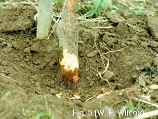 Crown Rot (rootstock), Root