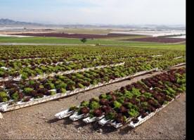 Greenhouse Horticulture Raed Daoud, Laith Waked, EcoConsult, Jordan Soilless Culture