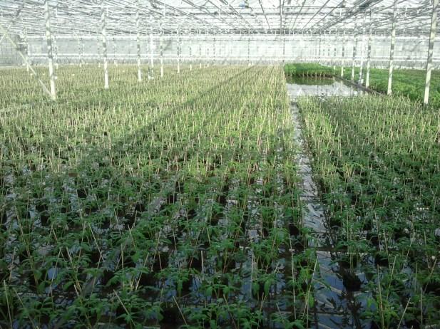ROOTING SYSTEMS SUB IRRIGATION (ebb and flood) Advantages of Soilless Culture Advantages of Soilless Culture 1.