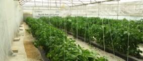 Education of growers and managers in