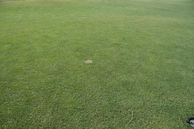 Through the first 3 months after the Ergofito application the turf quality steadily improved. FIG 2.