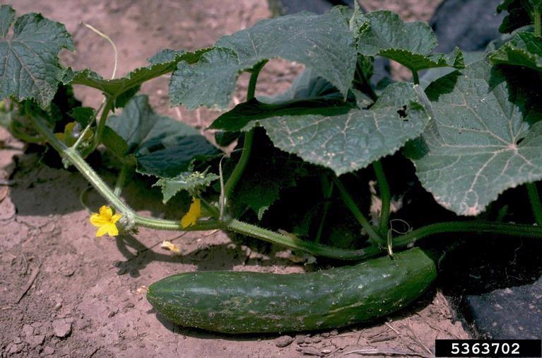 Iowa State University Clinton County Extension 400 East 11th Street DeWitt, Iowa 52742 When Cucumbers and Tomatoes Don't Set Fruit by Richard Jauron, ISU Extension Cucumbers and other vine crops are