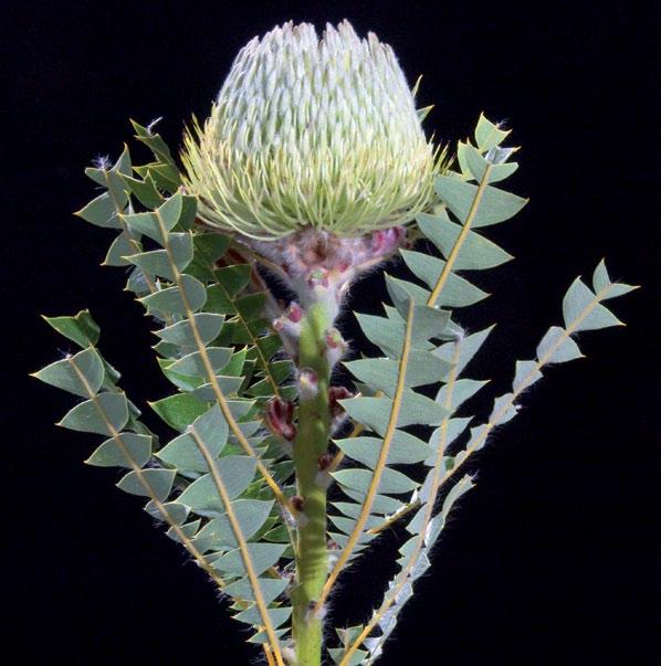 Botanical name: Banksia baxteri Quality