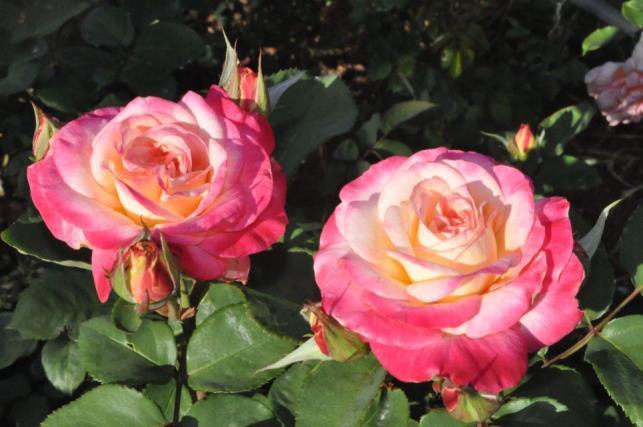Tahlia x About Face mature and are exhibiting the characteristics of a climbing floribunda. The second is a pink blend and did likewise. space they occupy.