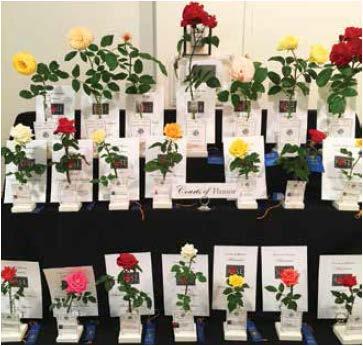 Music and Dance With Roses KANSAS CITY ROSE SOCIETY SHOW June 2 and June 3, 2018 Open for public viewing June 3, 2018 Table of Contents Page Rose Show Timeline.......................... 6 Entry Rules - General & Horticulture.