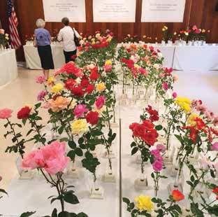 TRAVELING TROPHIES (Only members of the Kansas City Rose Society are eligible to win trophies. The 75th Anniversary of the Kansas City Rose Society Trophy Donated by Mr. and Mrs. Fausto Campuzano.