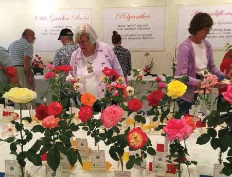 ROSE SHOW TIMELINE Saturday 8:30 a.m. Preparation Area Opens 9:30 a.m. Entries for All Classes Can Be Placed 12:30 p.m. All Classes Closed to Entries 12:30-4:00 p.m. Judging 4-5:00 p.