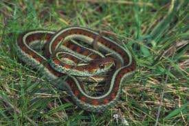 Slide 118 / 150 Swamp Animal - Garter Snake Red - sided Garter Snake These snakes live in lakes,