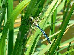 Slide 121 / 150 Swamp Animal - Dragonfly