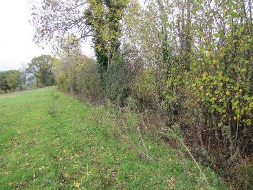 Hedgerow and ditch through