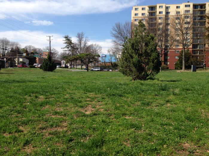 Public orchard or edible landscaping?