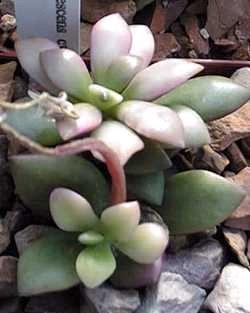 alst Anacampseros is a genus that formerly housed a much larger number of species including the genus Avonia. Anacampseros are found in South African. They form clumping rosettes of succulent leaves.