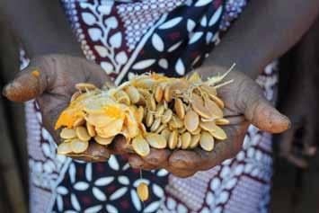 What seeds are used? A Slow Food garden is based on local, traditional seeds which can be sourced locally by talking to the community, and particularly the women.