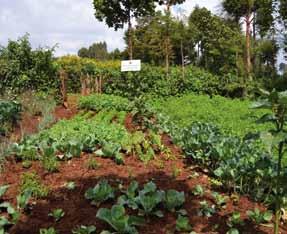 As a result, the Slow Food gardens are not planted with just one crop (no fields of cabbages or onions) but contain a mix of many species and varieties: for eating (vegetables, legumes, tubers, fruit