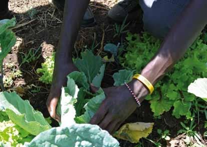 For this reason, Slow Food gardens aim to prevent insects and diseases in various ways: maintaining healthy soil, choosing the crops best suited to the local area (and