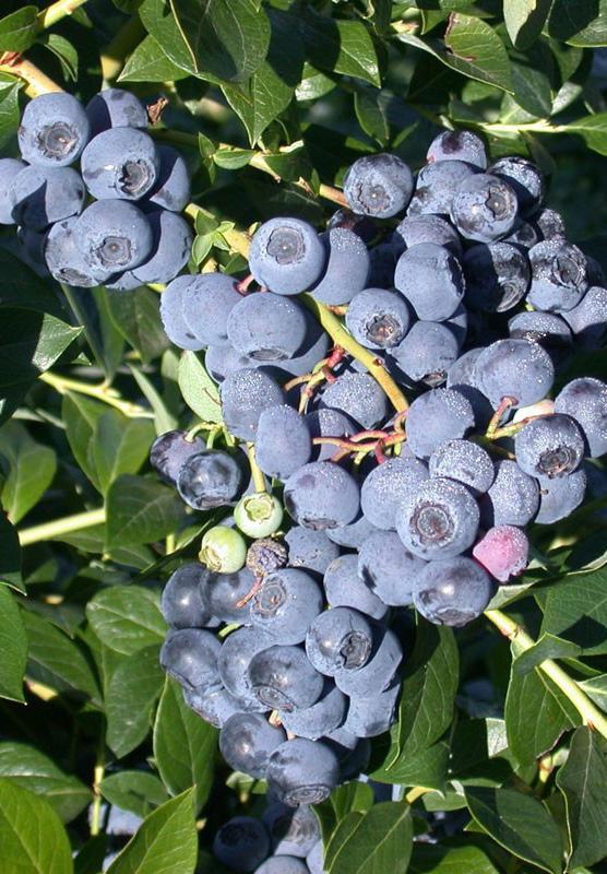 Blue Ray Blueberry An easy to grow, late season variety.